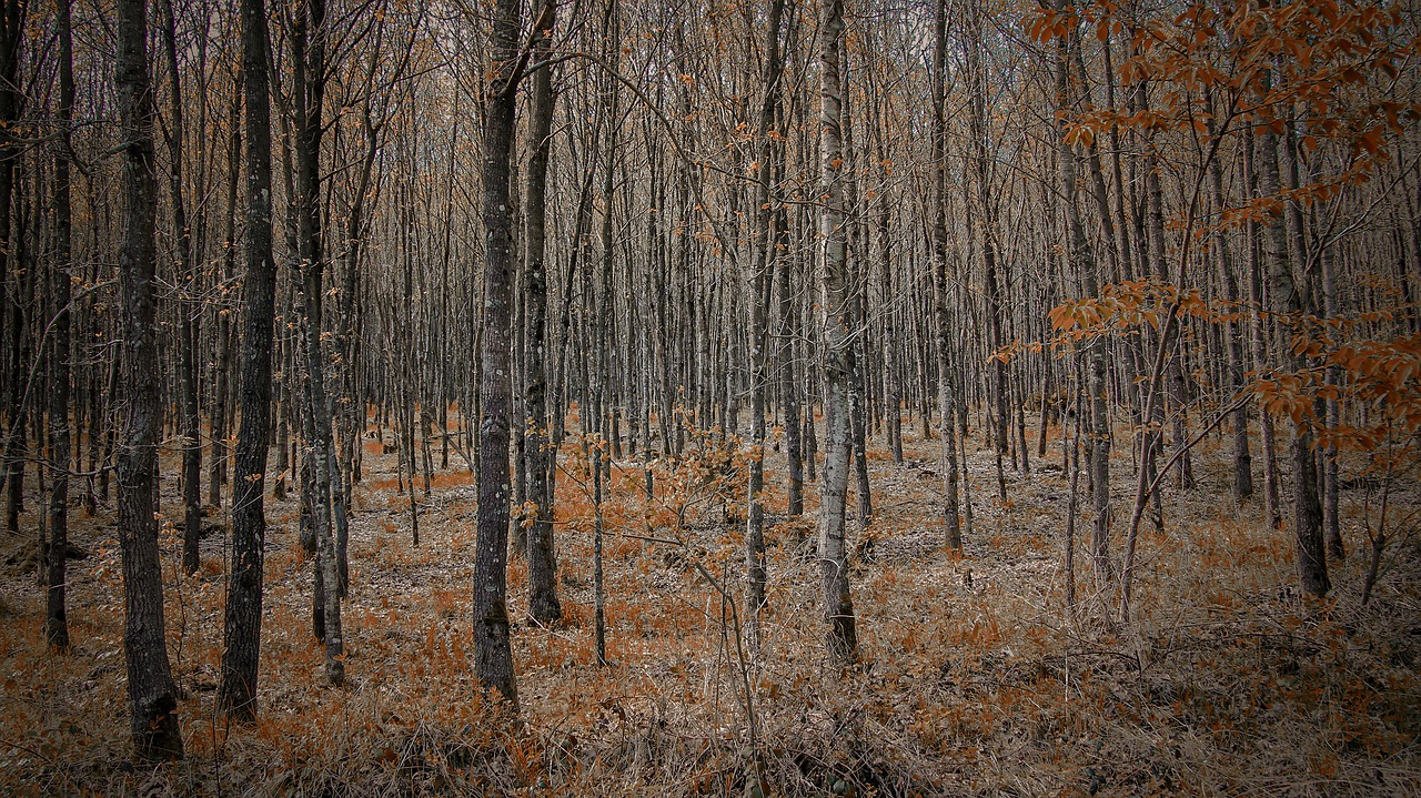 Miškas, Medžiai, Gamta, Kraštovaizdis, Filialų Filialai, Miško Takas, Miškai, Nemokamos Nuotraukos,  Nemokama Licenzija