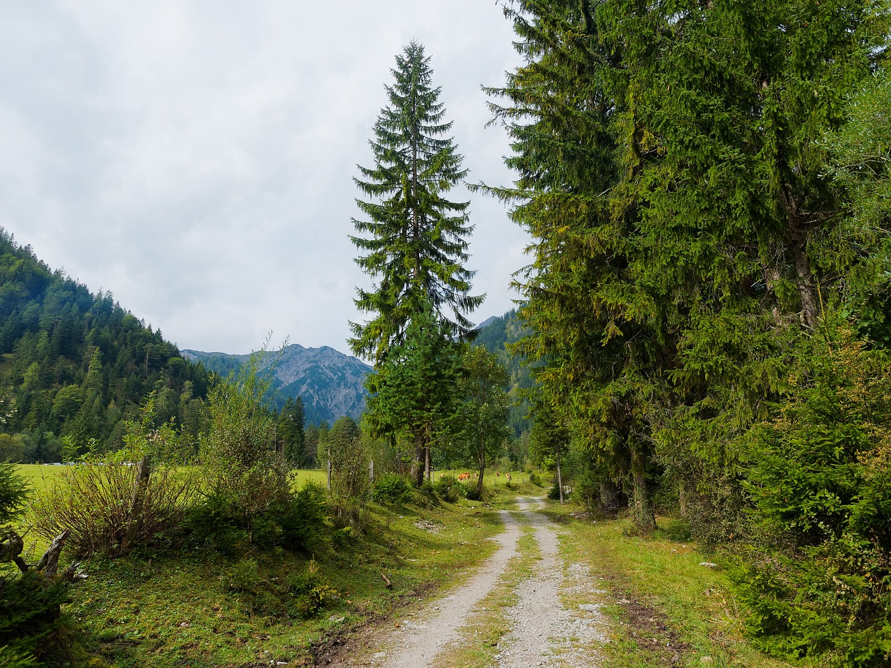 Miškas, Kalnas, Gamta, Kraštovaizdis, Alpės, Žygiai, Vasara, Vaizdas, Medžiai, Nemokamos Nuotraukos