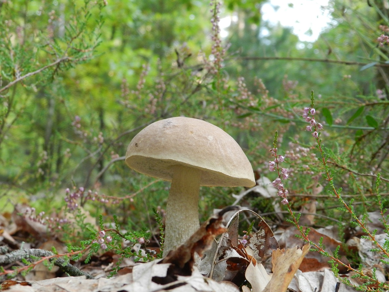 Miškas, Grybai, Grubus Boletus, Gamta, Vasara, Nemokamos Nuotraukos,  Nemokama Licenzija