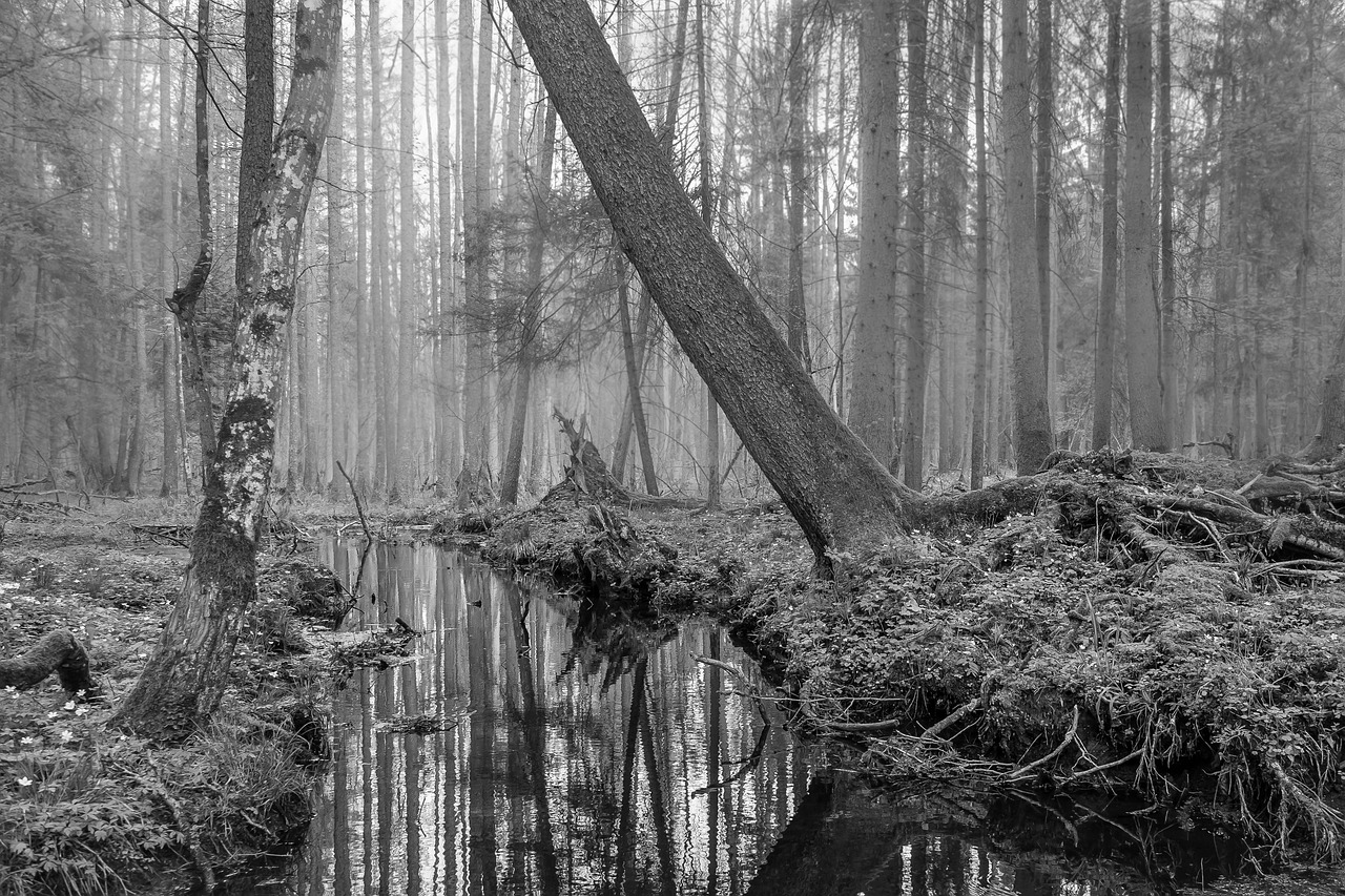 Miškas, Medžiai, Vanduo, Upė, Białowieska, Puszcza, Białowieża, Atspindys, Peizažas, Scena