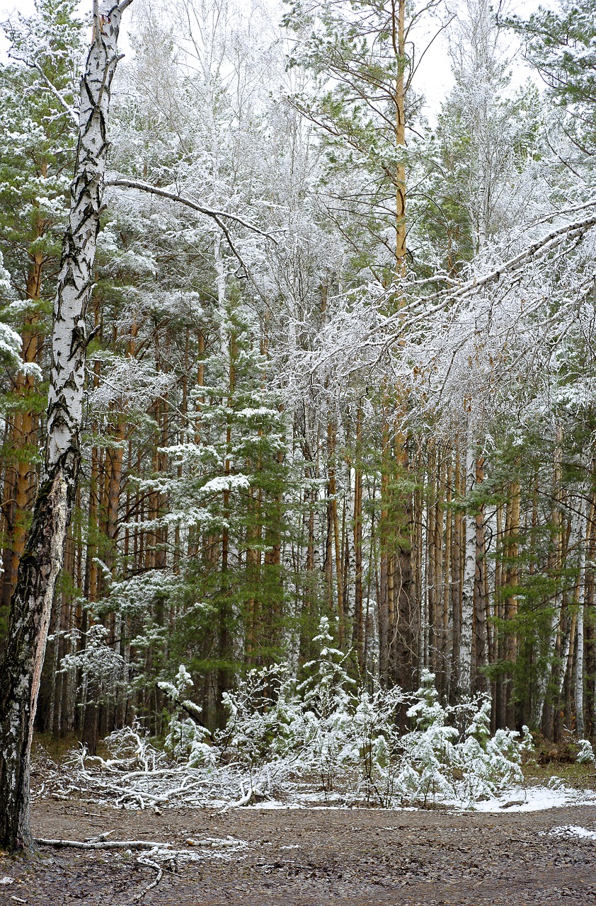 Miškas, Pavasaris, Sniegas Gali, Gamta, Medžiai, Gyvoji Gamta, Pušis, Siberija, Nemokamos Nuotraukos,  Nemokama Licenzija