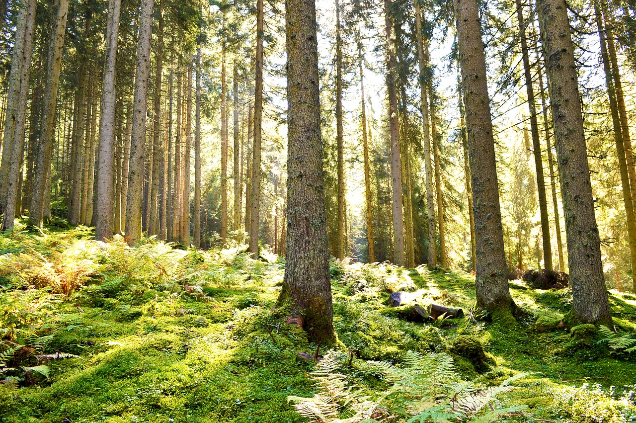 Miškas, Šviesa, Žalias, Energija, Austria, Saulė, Kraštovaizdis, Gamta, Kalnai, Alpių