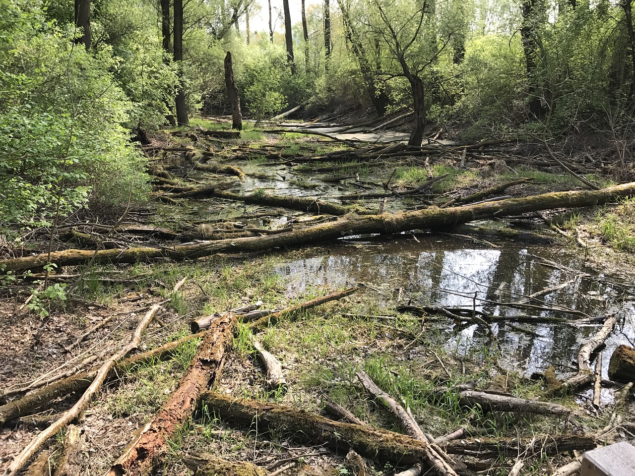 Miškas, Gamta, Kraštovaizdis, Žurnalas, Pavasaris, Filialų Filialai, Medžiai, Nemokamos Nuotraukos,  Nemokama Licenzija