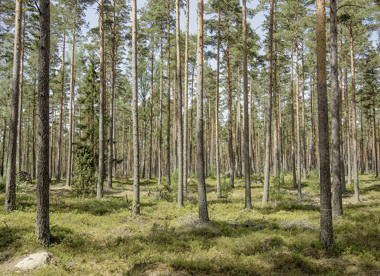 Miškas, Pušis, Gamta, Pušys, Švedija, Žaluma, Aukšti Medžiai, Nemokamos Nuotraukos,  Nemokama Licenzija