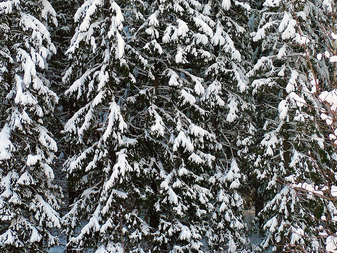 Miškas, Mediena, Suomių, Sniegas, Žiema, Spygliuočiai, Medžiai, Nemokamos Nuotraukos,  Nemokama Licenzija
