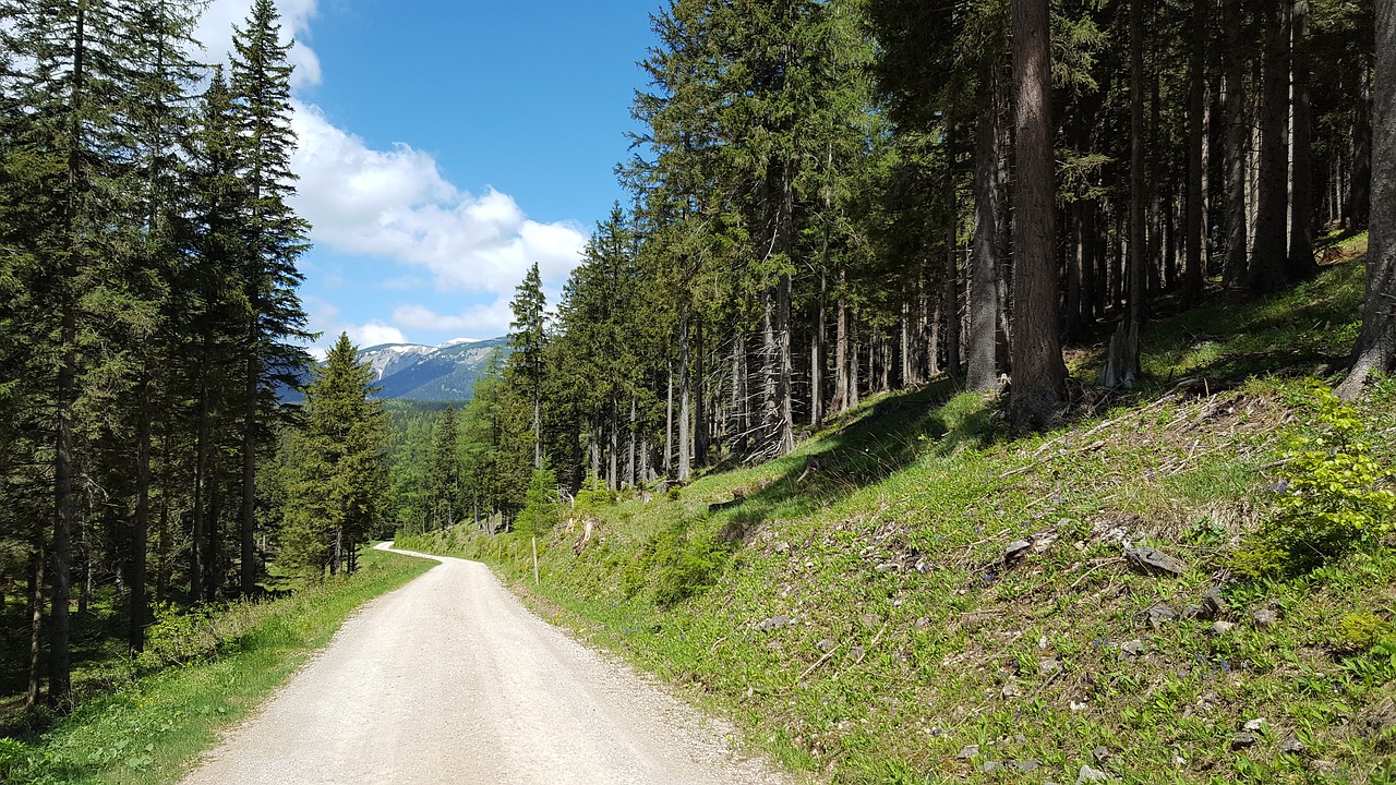 Miškas, Toli, Gamta, Miško Takas, Promenada, Medžiai, Žygiai, Nemokamos Nuotraukos,  Nemokama Licenzija