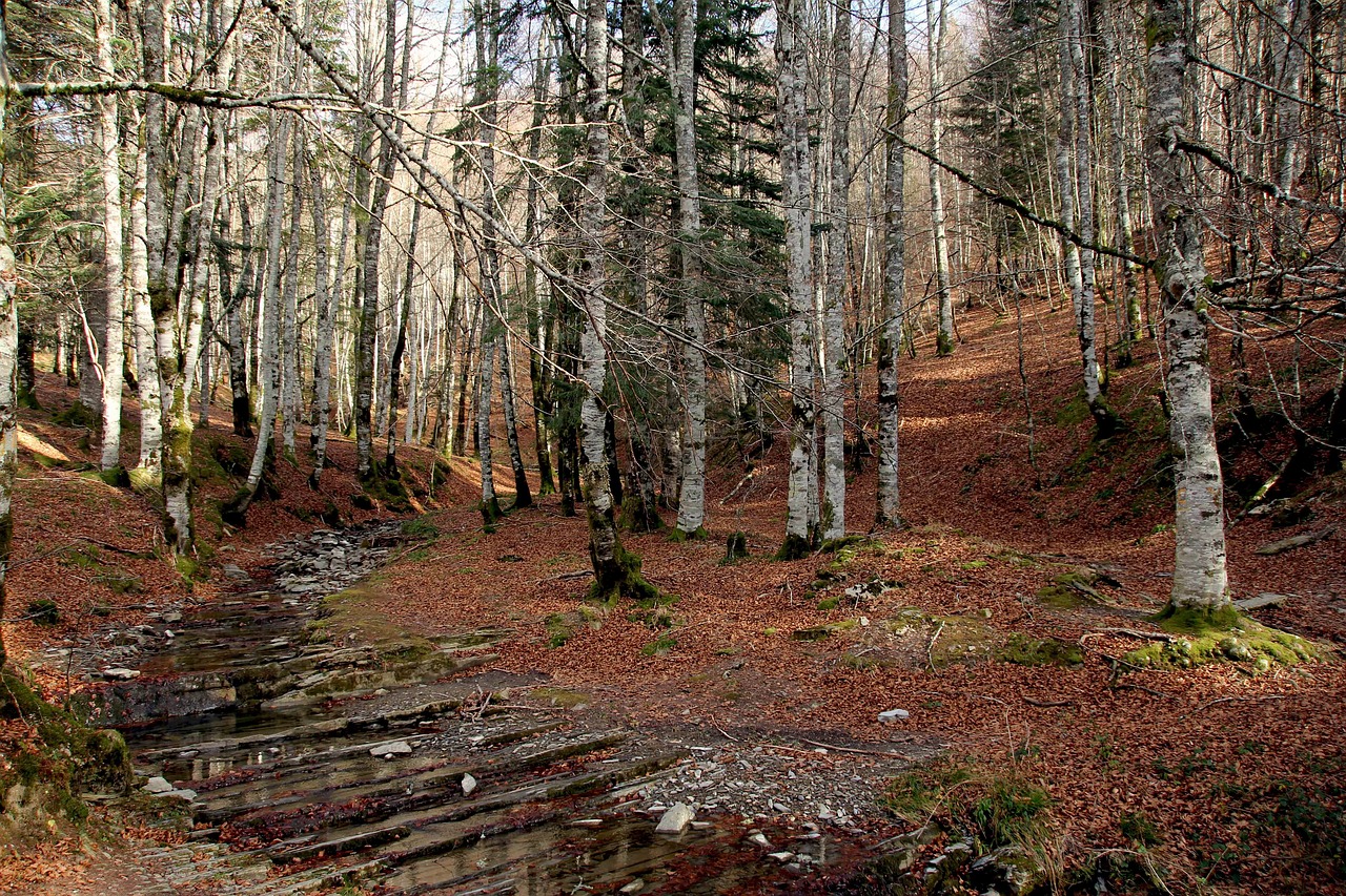 Miškas, Gamta, Pušis, Medžiai, Vabzdys, Žiogas, Bagažinė, Grybai, Grybelis, Bankas