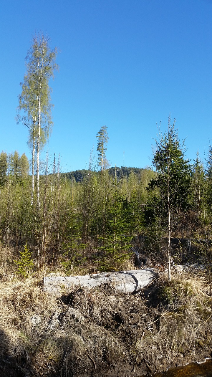 Miškas, Himmel, Gamta, Nemokamos Nuotraukos,  Nemokama Licenzija