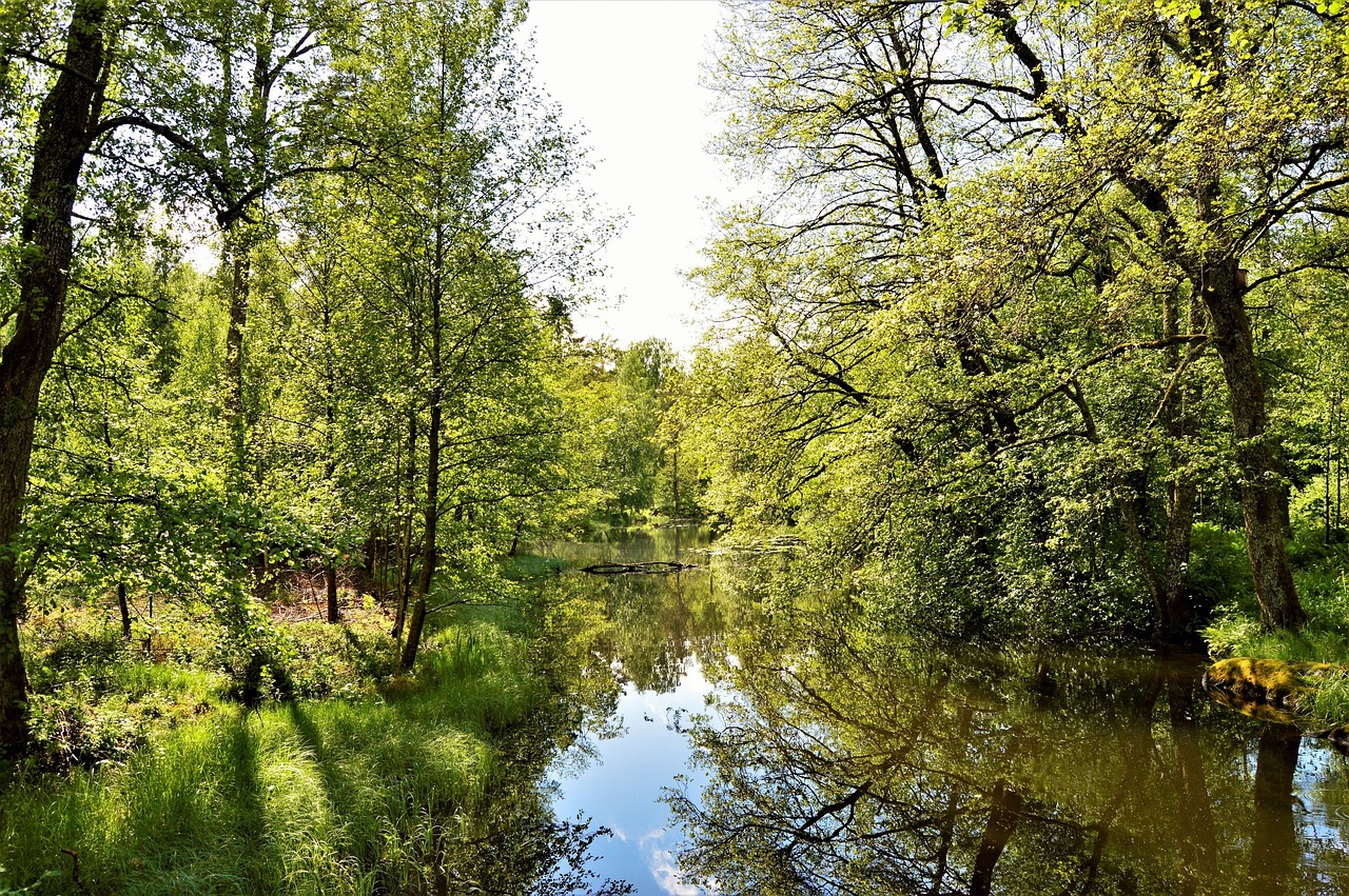 Miškas, Å, Vanduo, Ežeras, Gamta, Švedija, Žalias, Veidrodis, Lauke, Medis