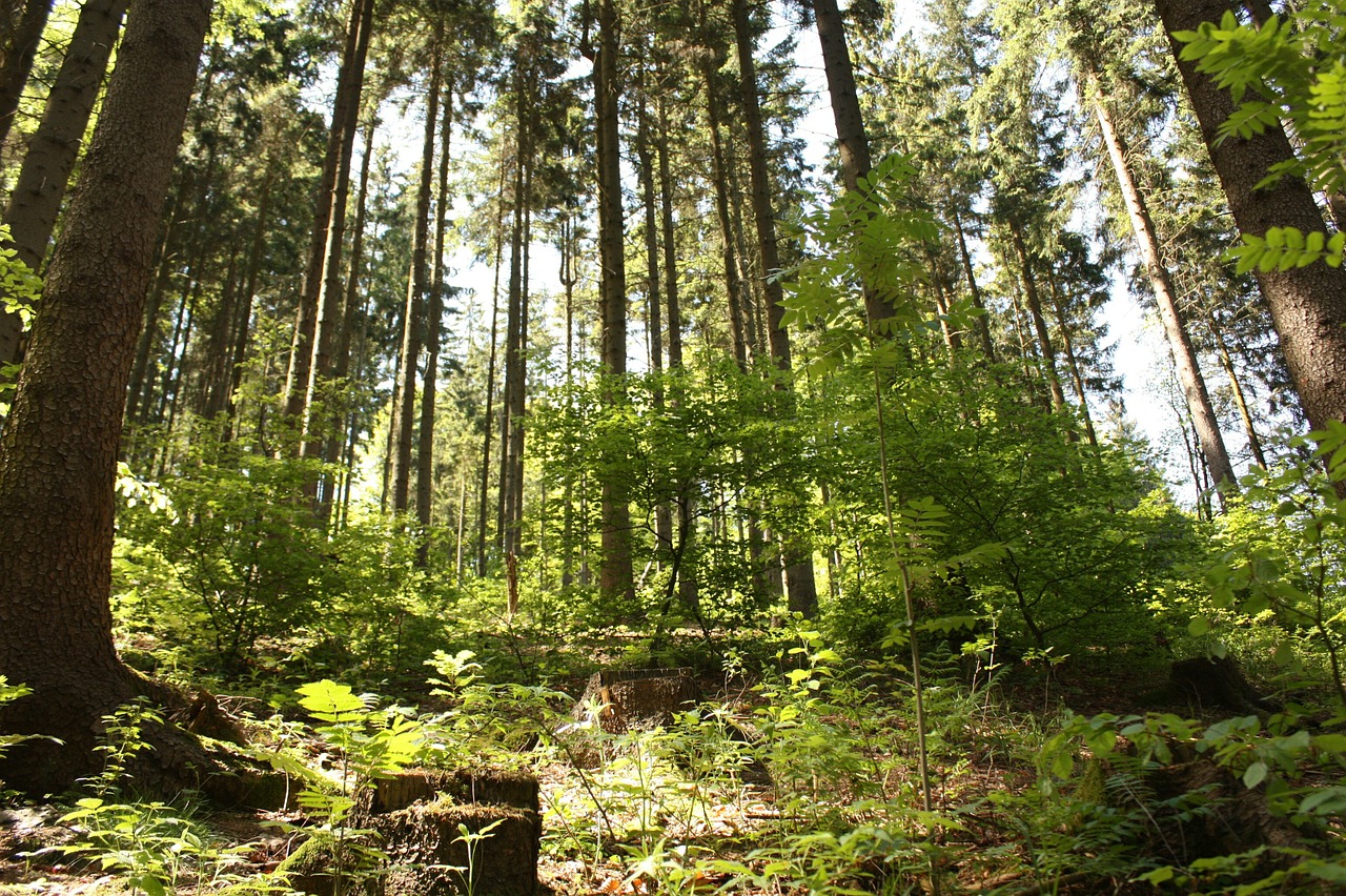 Miškas, Medžiai, Žalias, Augalas, Gamta, Nemokamos Nuotraukos,  Nemokama Licenzija