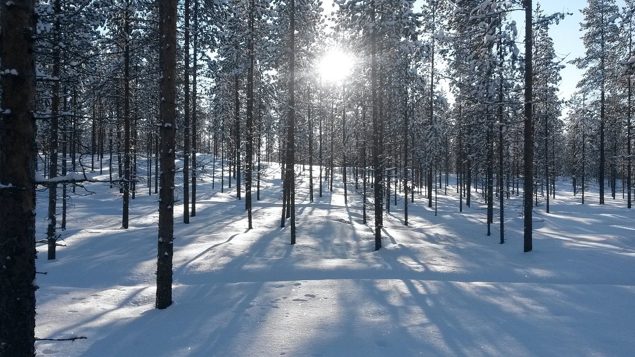 Miškas, Finland, Poilsis, Žiema, Nemokamos Nuotraukos,  Nemokama Licenzija