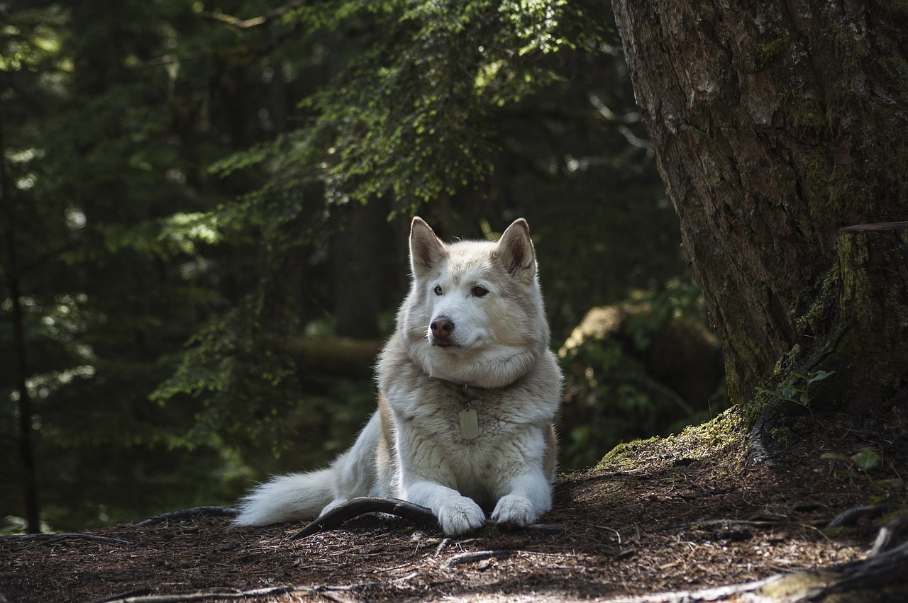 Miškas, Šuo, Šunys, Vilkas, Husky, Siberianas, Gyvūnas, Mielas, Gamta, Šuniukas