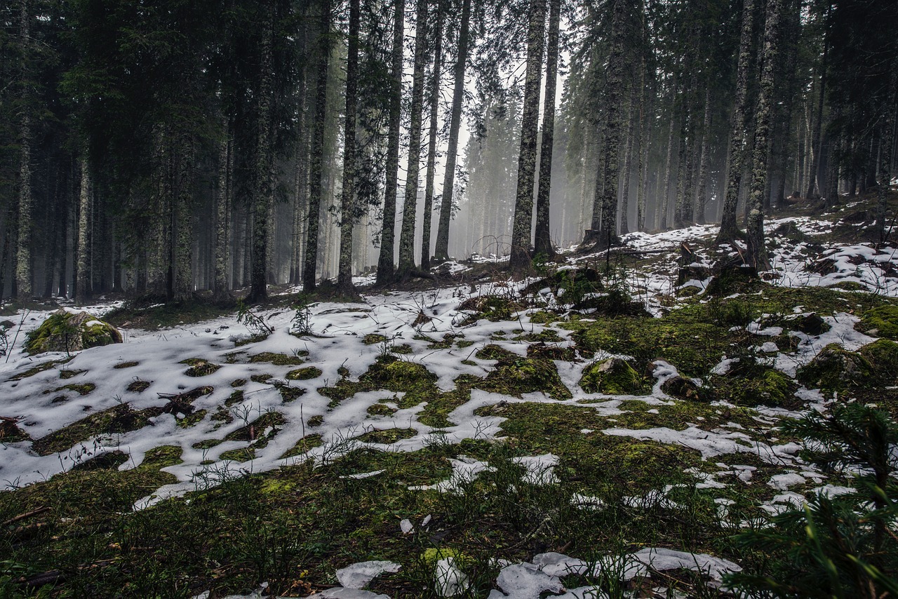 Miškas, Sniegas, Žiema, Nemokamos Nuotraukos,  Nemokama Licenzija