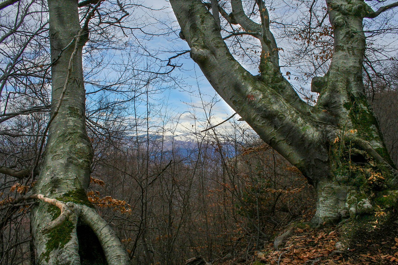 Miškas, Kritimas, Gamta, Ruduo, Parkas, Mediena, Nemokamos Nuotraukos,  Nemokama Licenzija