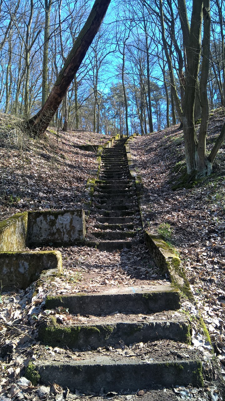 Miškas, Laiptai, Senas, Medis, Lapija, Nemokamos Nuotraukos,  Nemokama Licenzija