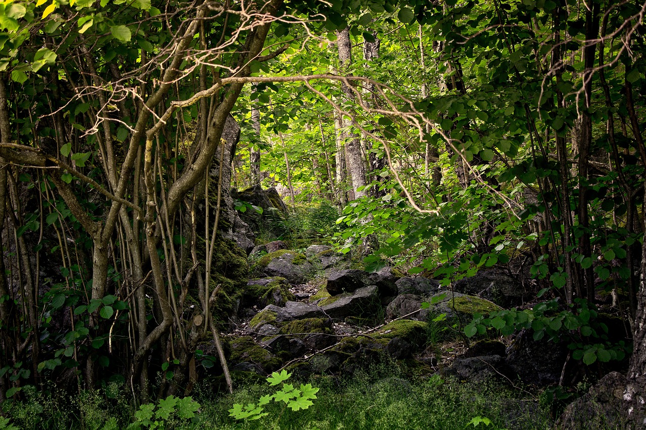 Miškas, Gamta, Pelkės, Medis, Žalias, Rokas, Parkas, Augalas, Spygliuočių, Turizmas