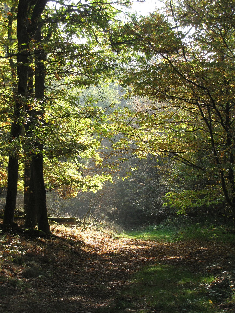 Miškas, Toli, Miško Takas, Medžiai, Lapai, Žalias, Lapuočių Miškas, Nemokamos Nuotraukos,  Nemokama Licenzija