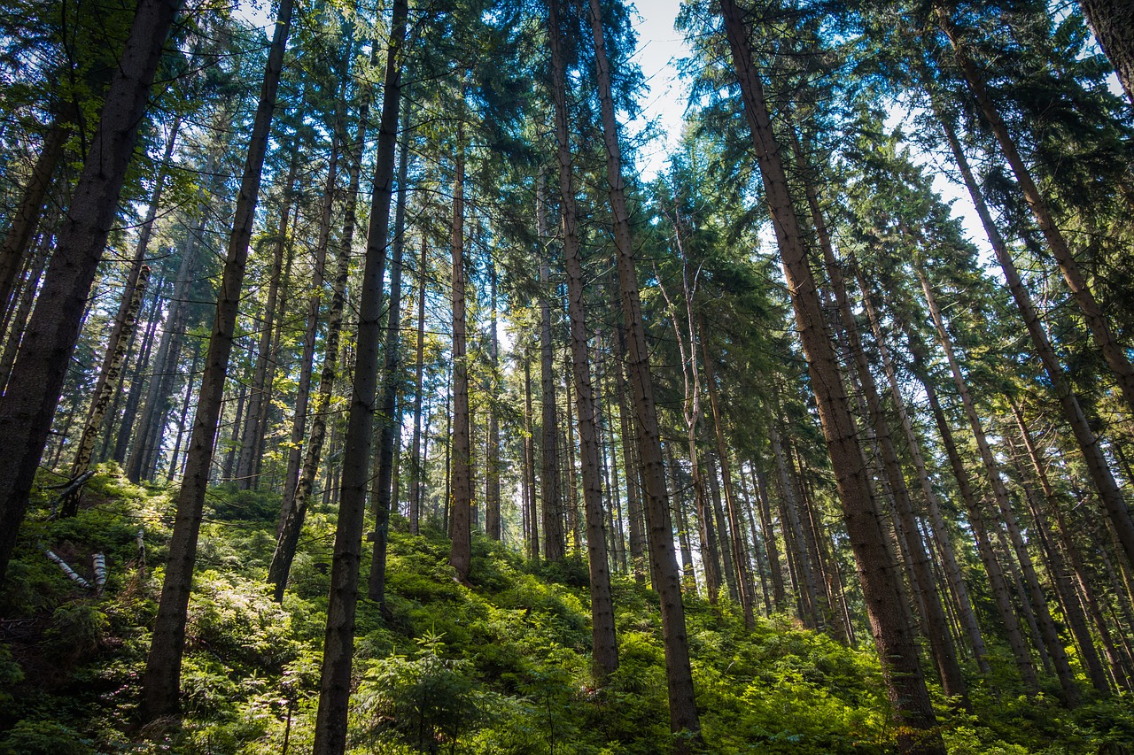 Miškas, Gamta, Medžiai, Milžiniški Kalnai, Amžinai Medis, Spygliuočių, Nemokamos Nuotraukos,  Nemokama Licenzija