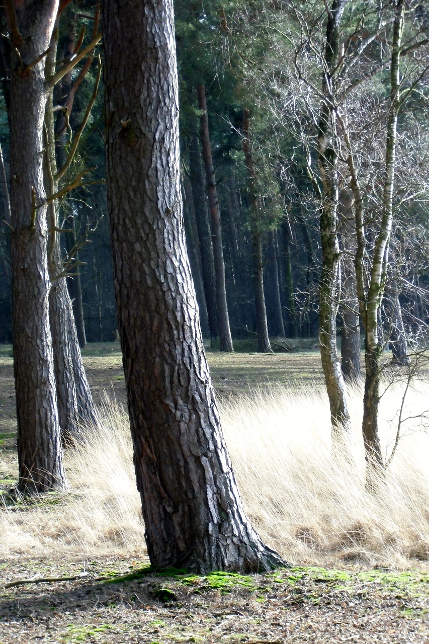 Miškas, Pasakų Miškas, Medžiai, Galgenvenn, Nemokamos Nuotraukos,  Nemokama Licenzija