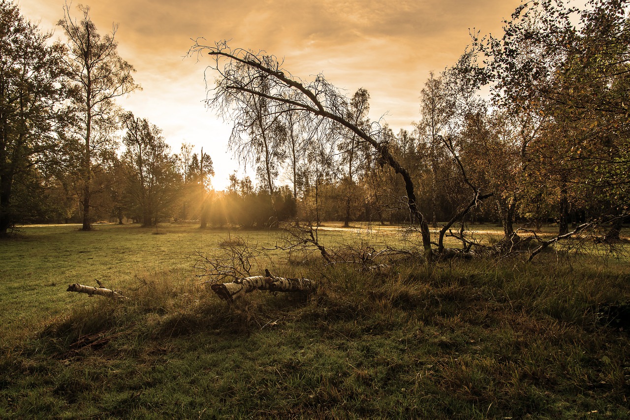 Miškas, Saulėtekis, Saulė, Kraštovaizdis, Šviesa, Mistinis, Morgenstimmung, Saulės Spindulys, Saulės Šviesa, Filialai