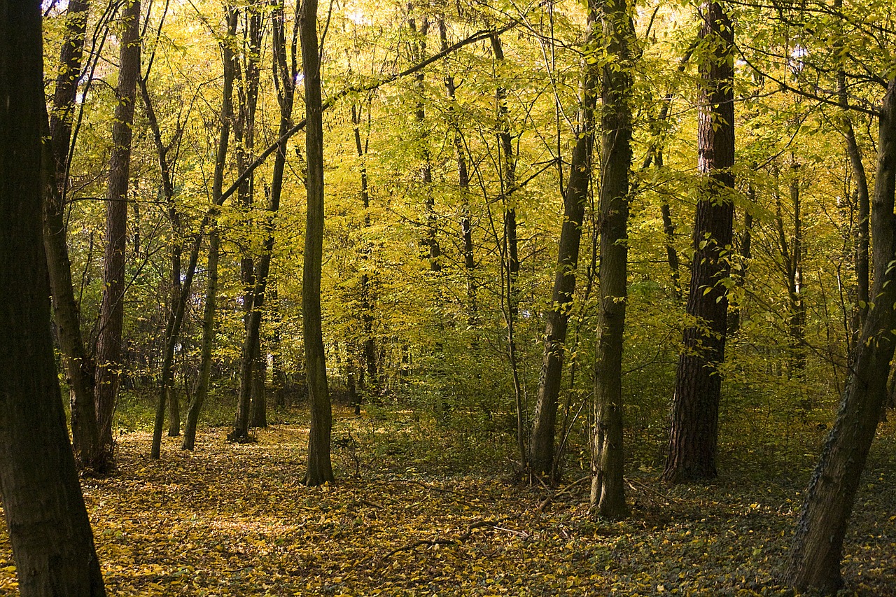 Miškas, Auksinis, Spalio Mėn, Ruduo, Šviesus, Geltona, Lapuočių Miškas, Vabalas Slėnio Miškas, Nemokamos Nuotraukos,  Nemokama Licenzija