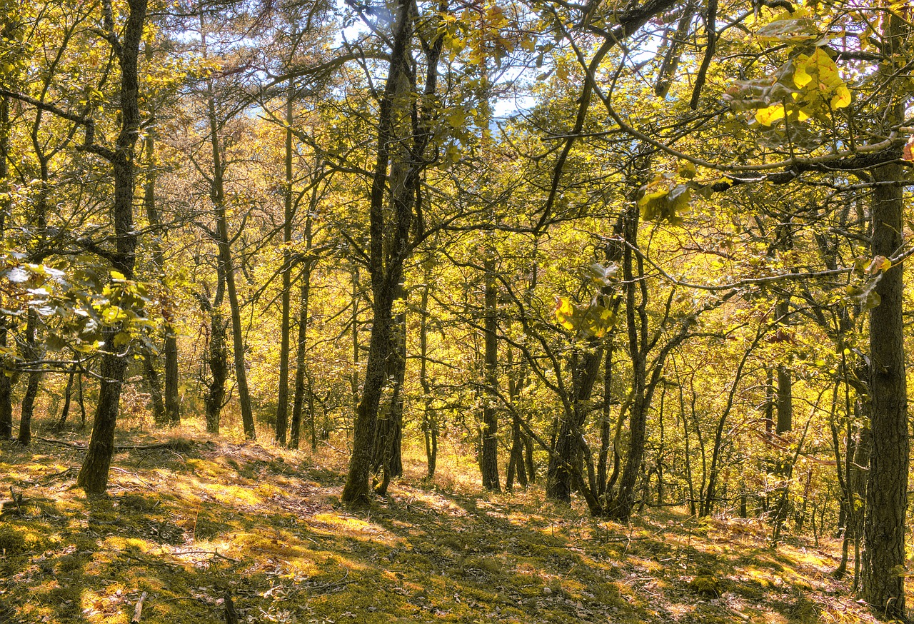 Miškas, Kraštovaizdis, Kalnas, Ramybė, Lapija, Augalas, Medžiai, Mediena, France, Nemokamos Nuotraukos