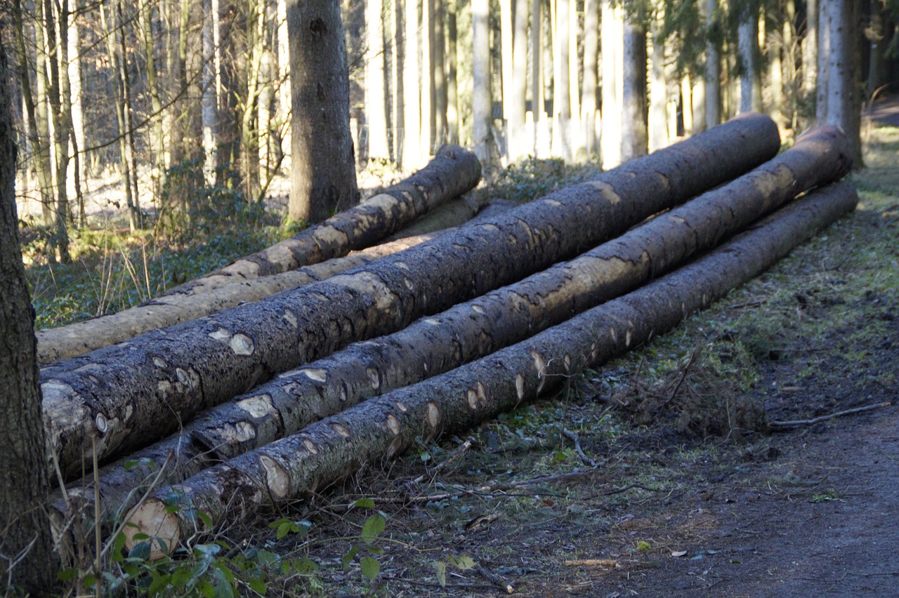 Miškas, Kaip, Medžių Kamienus, Filialai, Mediena, Holzstapel, Padermės, Mediena, Medžio Dirbiniai, Nemokamos Nuotraukos