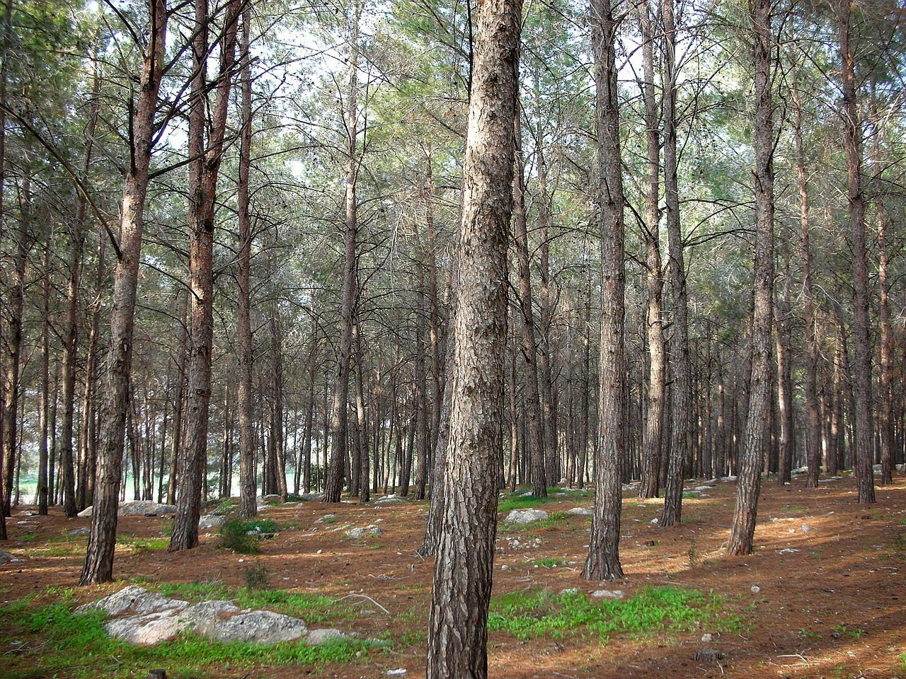 Miškas, Medžiai, Pušis, Spygliuočių Medis, Žievė, Žolė, Pavasaris, Bagažinė, Lauke, Kraštovaizdis