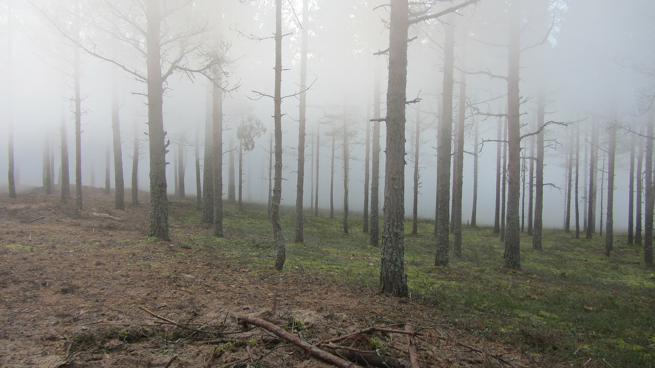 Miškas, Mediena, Šakelės, Gamta, Vasara, Suomių, Rūkas, Ąžuolo Sala, Migla, Rytas