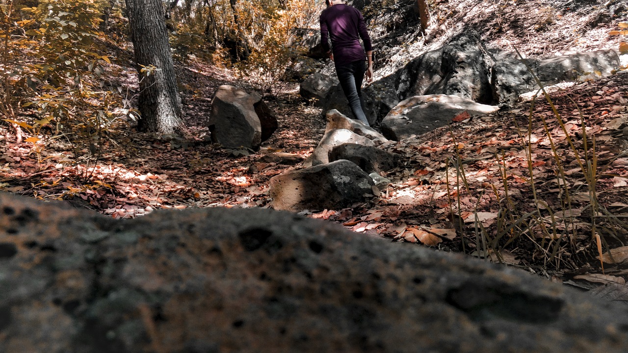 Miškas, Pavasaris, Vasara, Šiltas, Raudona, Augalai, Fauna, Flora, Kelias, Nemokamos Nuotraukos