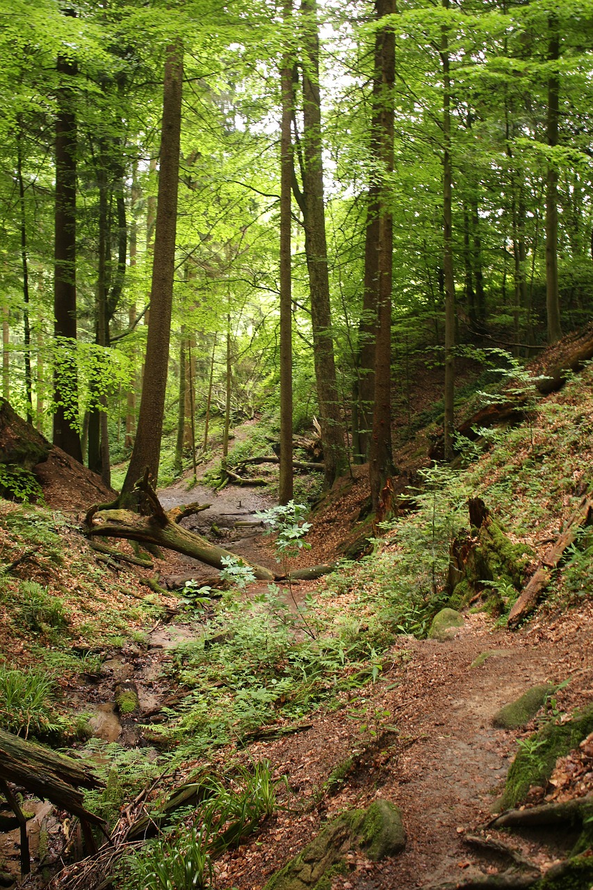 Miškas, Medžiai, Gamta, Kraštovaizdis, Miškai, Saulės Šviesa, Lapai, Žurnalas, Mediena, Ruduo