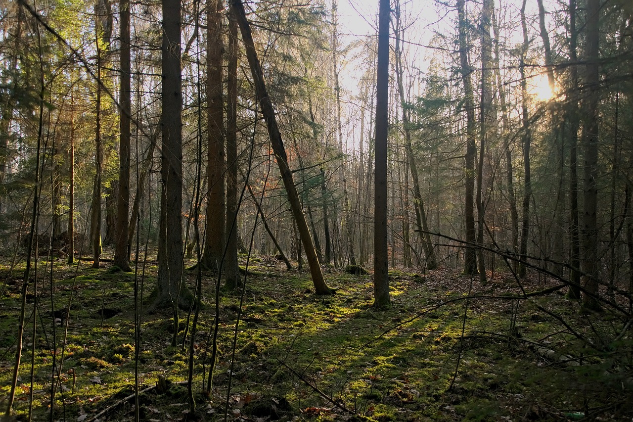 Miškas, Šviesa, Medis, Gamta, Kraštovaizdis, Saulė, Šešėliai, Saulės Spinduliai, Pušis, Nemokamos Nuotraukos