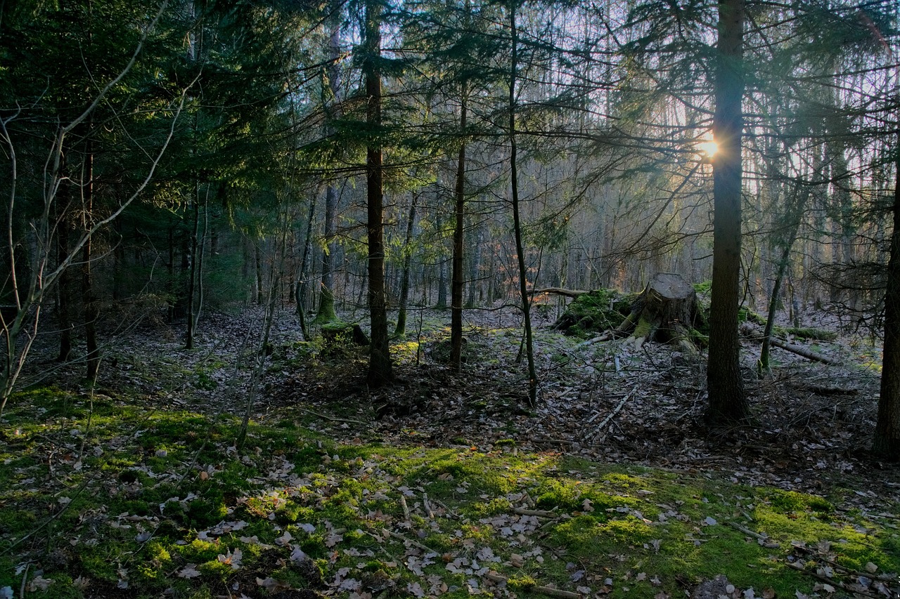 Miškas, Šviesa, Medis, Gamta, Kraštovaizdis, Saulė, Šešėliai, Saulės Spinduliai, Pušis, Nemokamos Nuotraukos