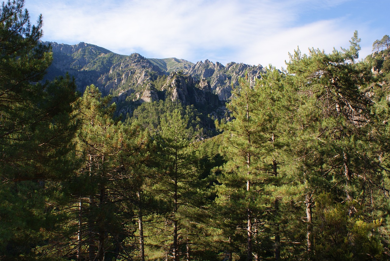 Miškas, Medžiai, Kalnas, Mediena, Natūralus, Miško Medžiai, Kraštovaizdis, France, Korsika, Nemokamos Nuotraukos
