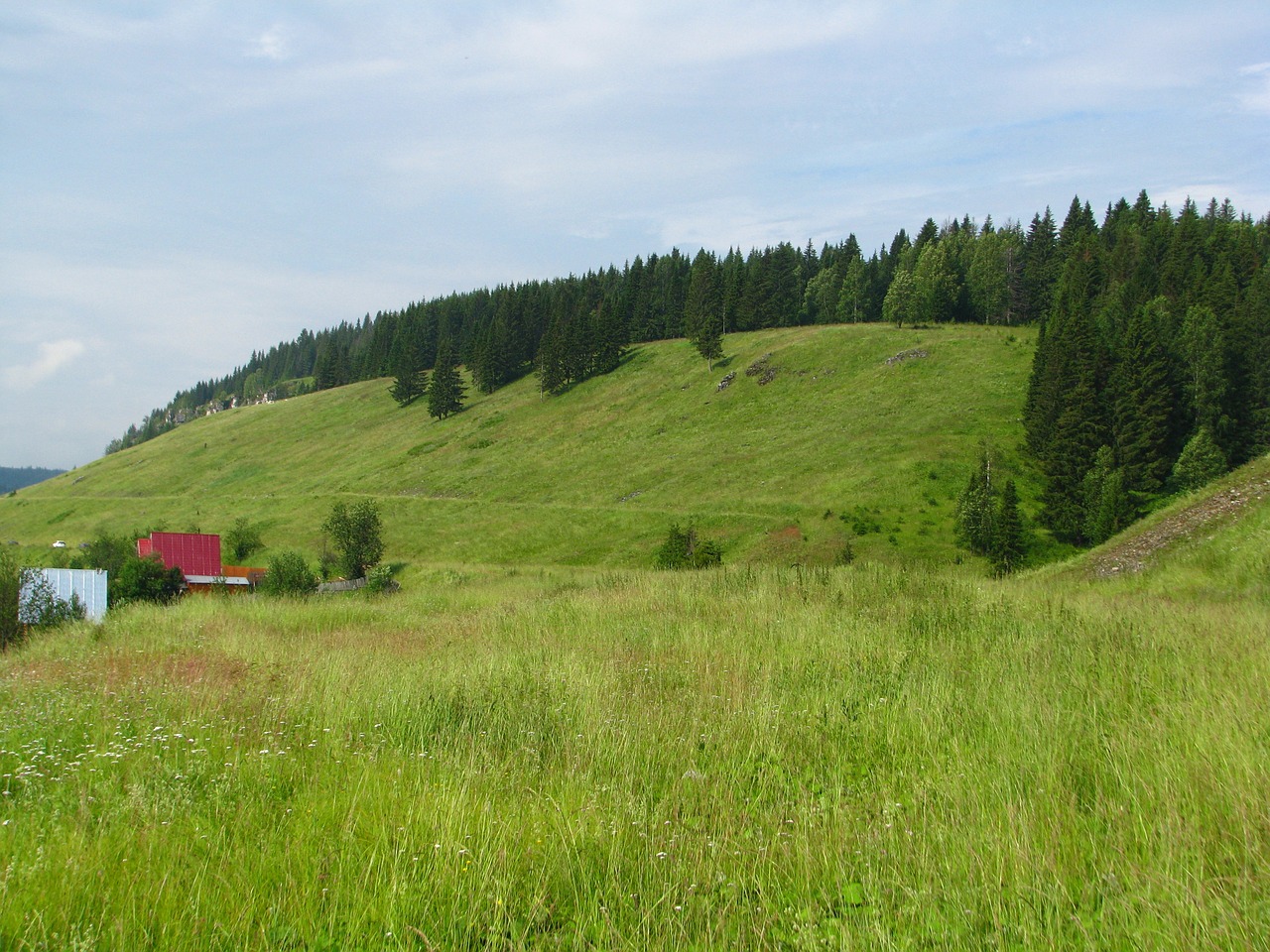 Miškas, Gamta, Kraštovaizdis, Medžiai, Vasara, Gyvoji Gamta, Rusija, Žolė, Adatos, Pakraštyje