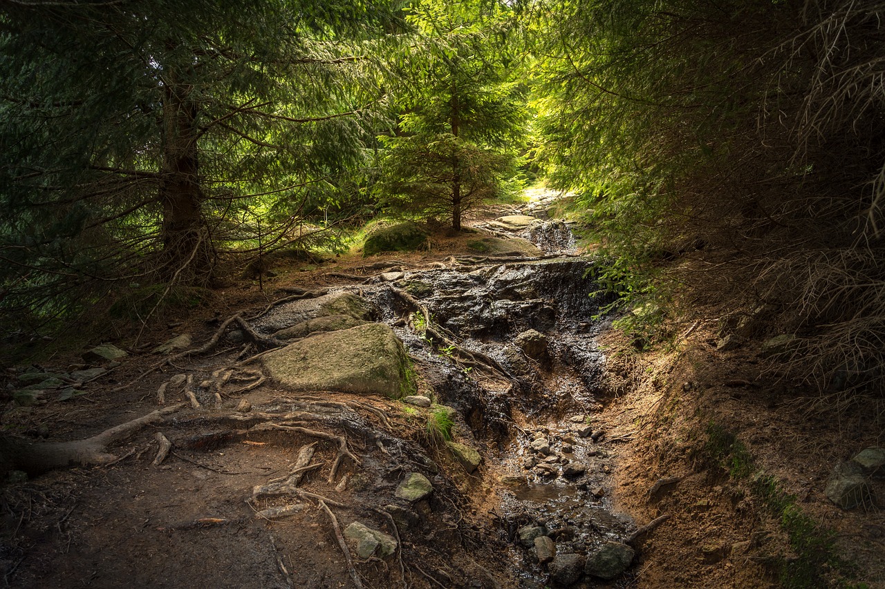 Miškas, Derva, Riedulys, Gamta, Kraštovaizdis, Medžiai, Highlands, Pasakų Miškas, Miško Takas, Žygis