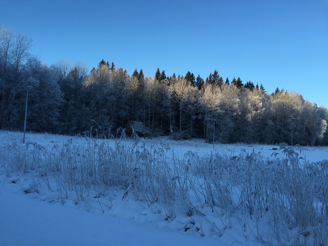 Miškas, Sniegas, Švedija, Nemokamos Nuotraukos,  Nemokama Licenzija