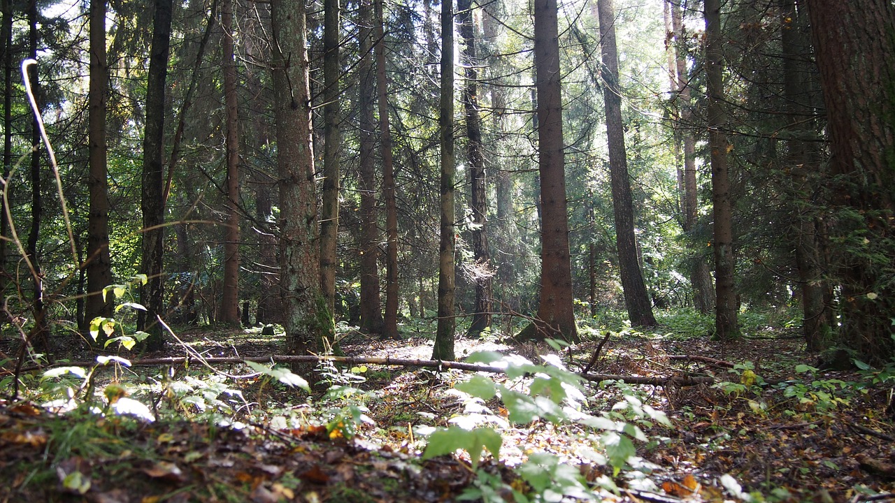 Miškas, Šviesa, Nuotaika, Šviesos Spindulys, Saulė, Medžiai, Gamta, Užtvindytas, Nemokamos Nuotraukos,  Nemokama Licenzija