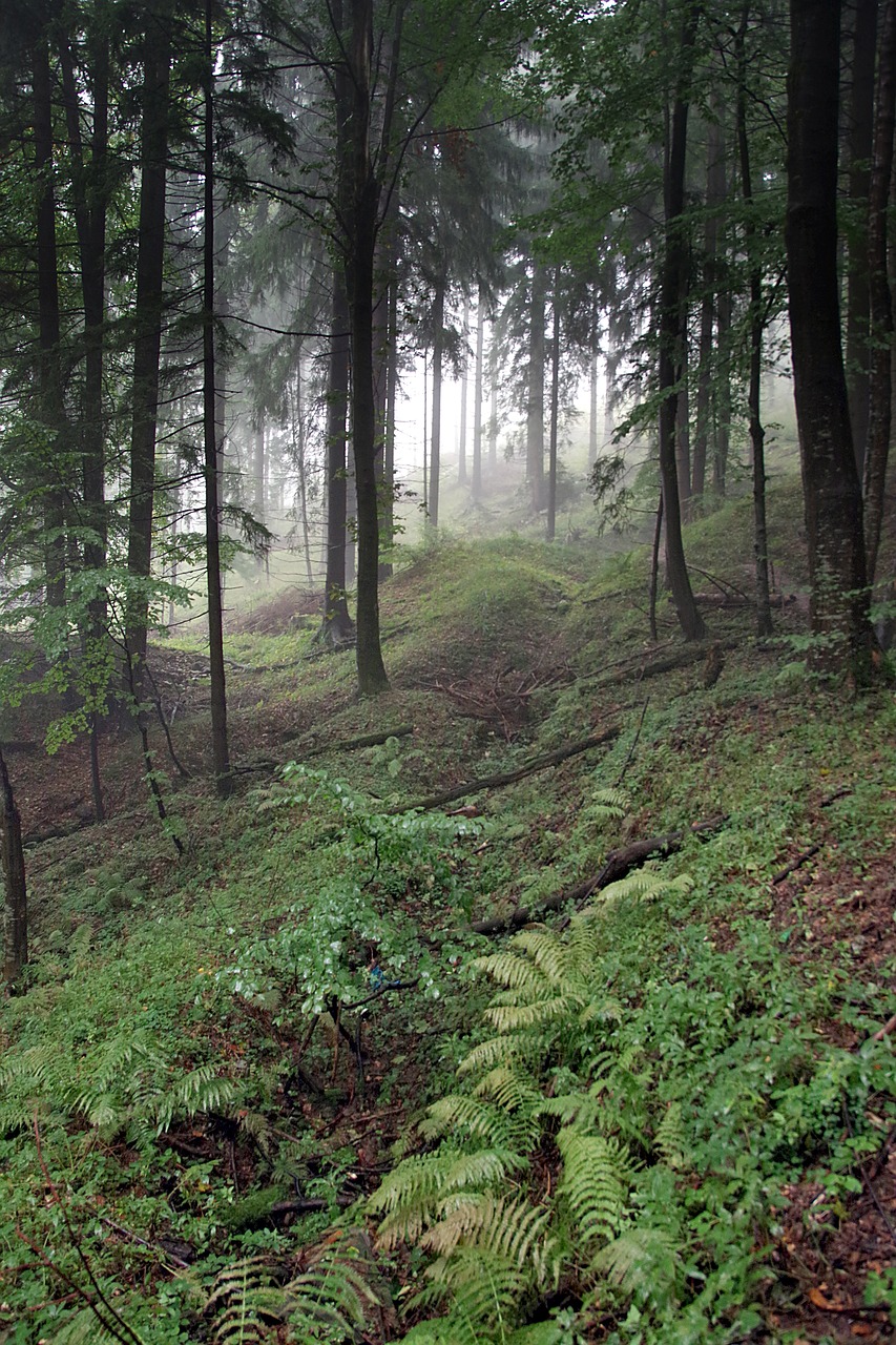 Miškas, Rūkas, Medis, Nuolydis, Kalnai, Papartis, Eglė, Pušis, Klimato Požiūriu, Paslaptis