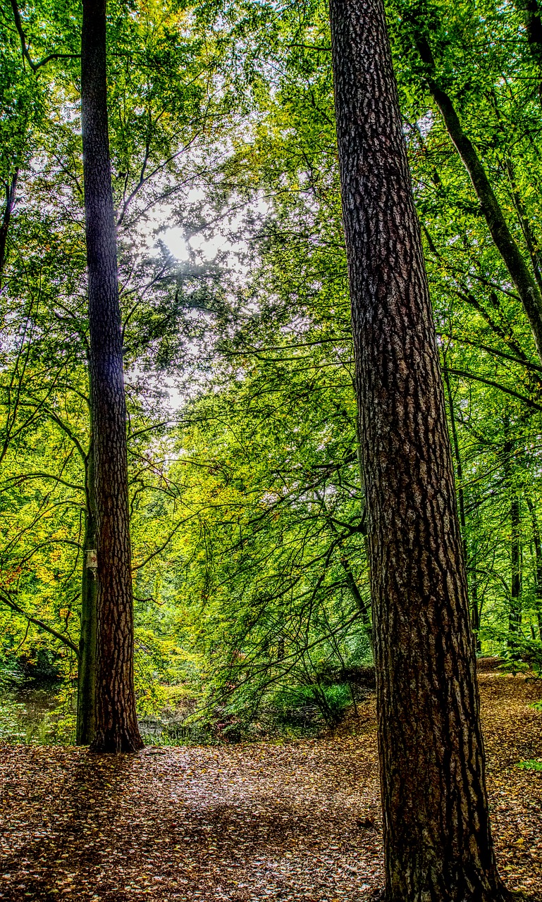 Miškas, Lapai, Medis, Žalias, Kraštovaizdis, Gamta, Saulėtas, Nuotaika, Laisvalaikis, Hdr