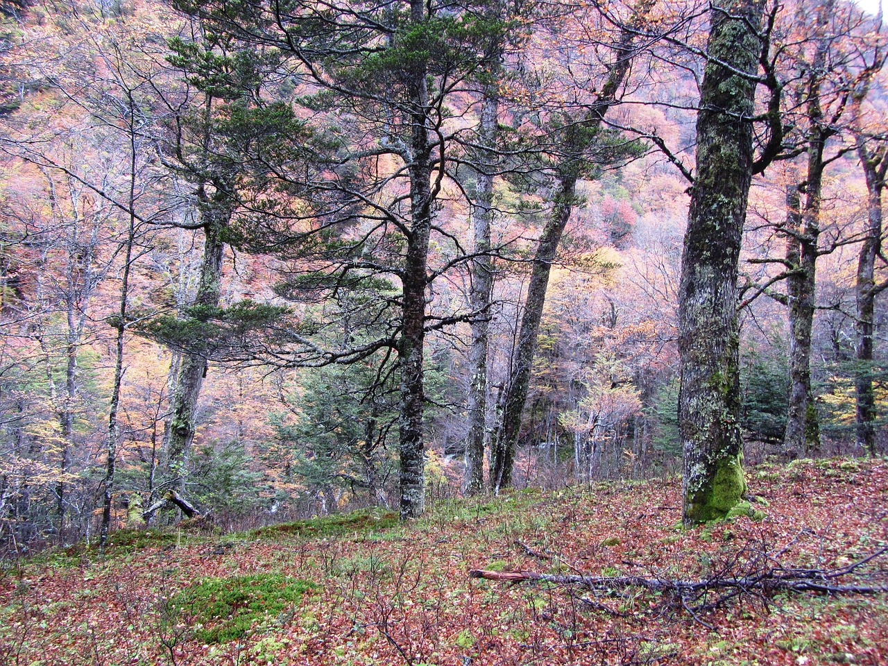 Miškas, Gamta, Medis, Lapai, Medžiai, Kraštovaizdis, Nuturaleza, Augalai, Kalnas, Nemokamos Nuotraukos