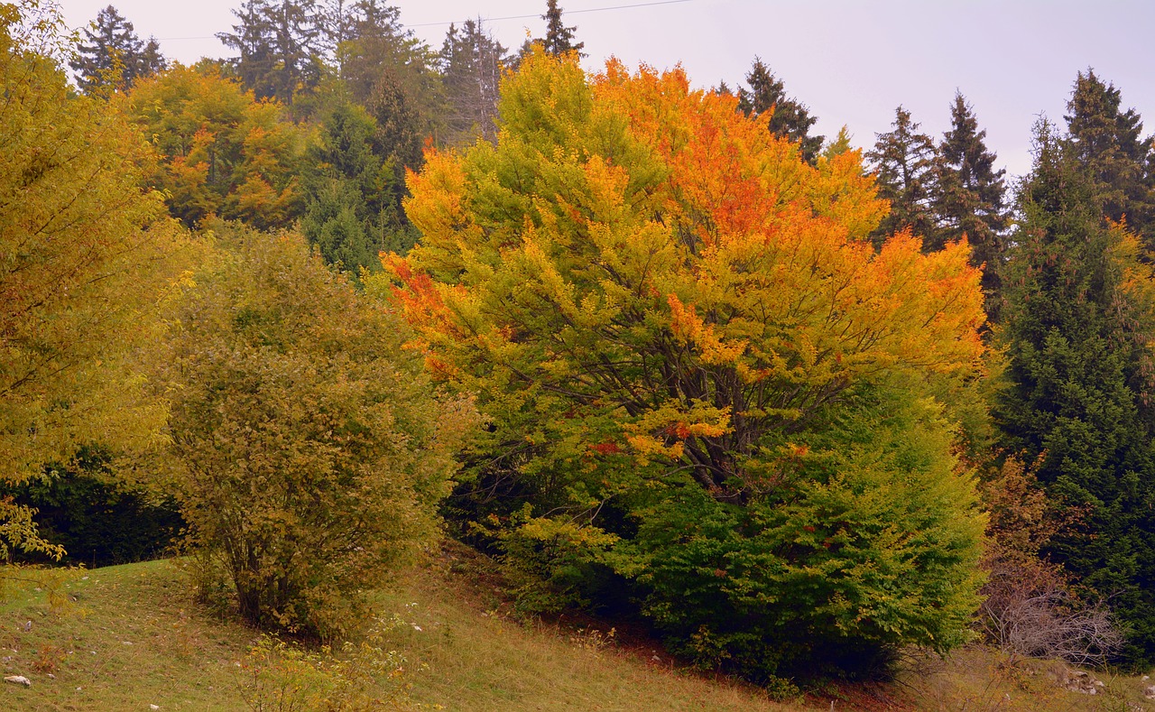 Miškas, Ruduo, Medžiai, Kraštovaizdis, Kalnas, Europinis Kelias, E5, Lessinia, Italy, Nemokamos Nuotraukos