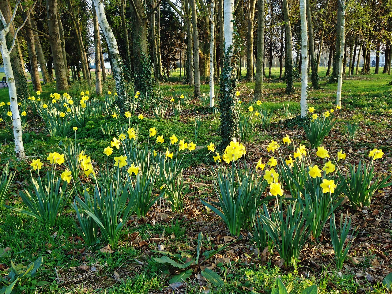 Miškas, Medžiai, Daffodil, Narcizai, Geltona, Gėlė, Gėlės, Gamta, Pavasaris, Kraštovaizdis