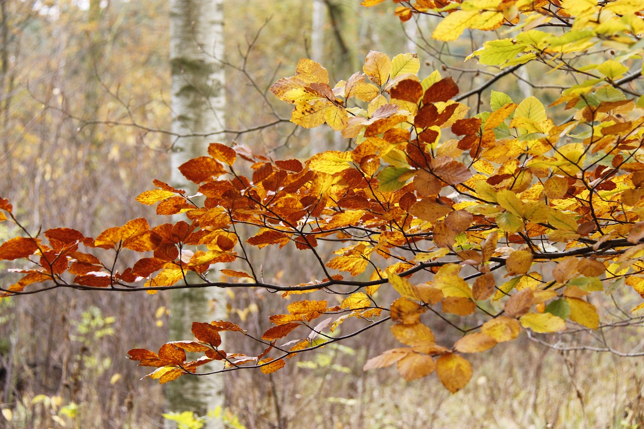 Miškas, Ruduo, Denmark, Rudens Lapai, Natūralus, Nemokamos Nuotraukos,  Nemokama Licenzija