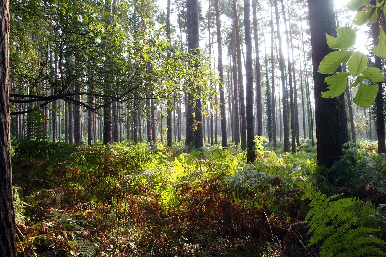 Miškas, Šviesa, Nuotaika, Morgenstimmung, Gamta, Šviesos Spindulys, Medžiai, Užtvindytas, Lapai, Papartis