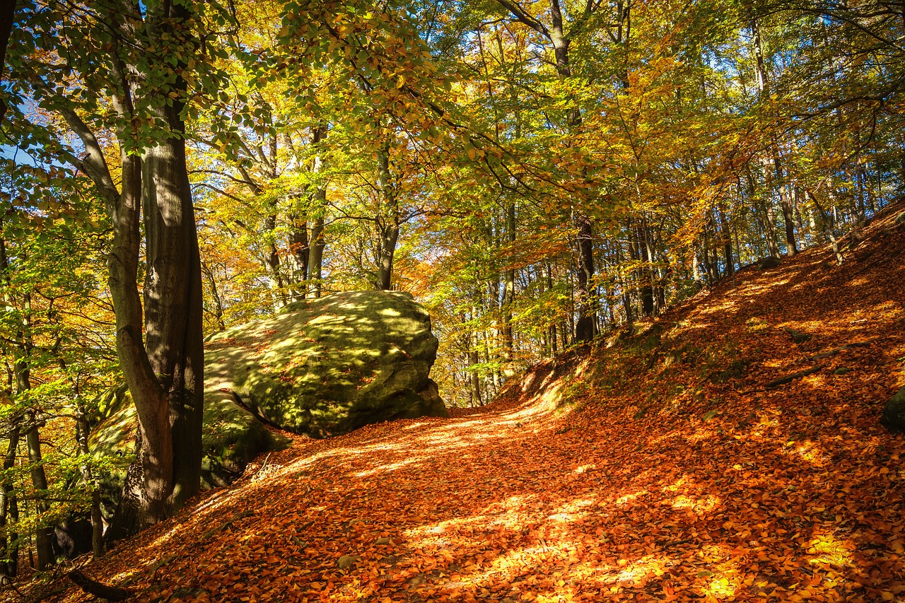 Miškas, Ruduo, Kritimo Lapija, Gamta, Lapai, Aukso Ruduo, Rudens Spalvos, Rudens Miškas, Saulėtas, Raudona