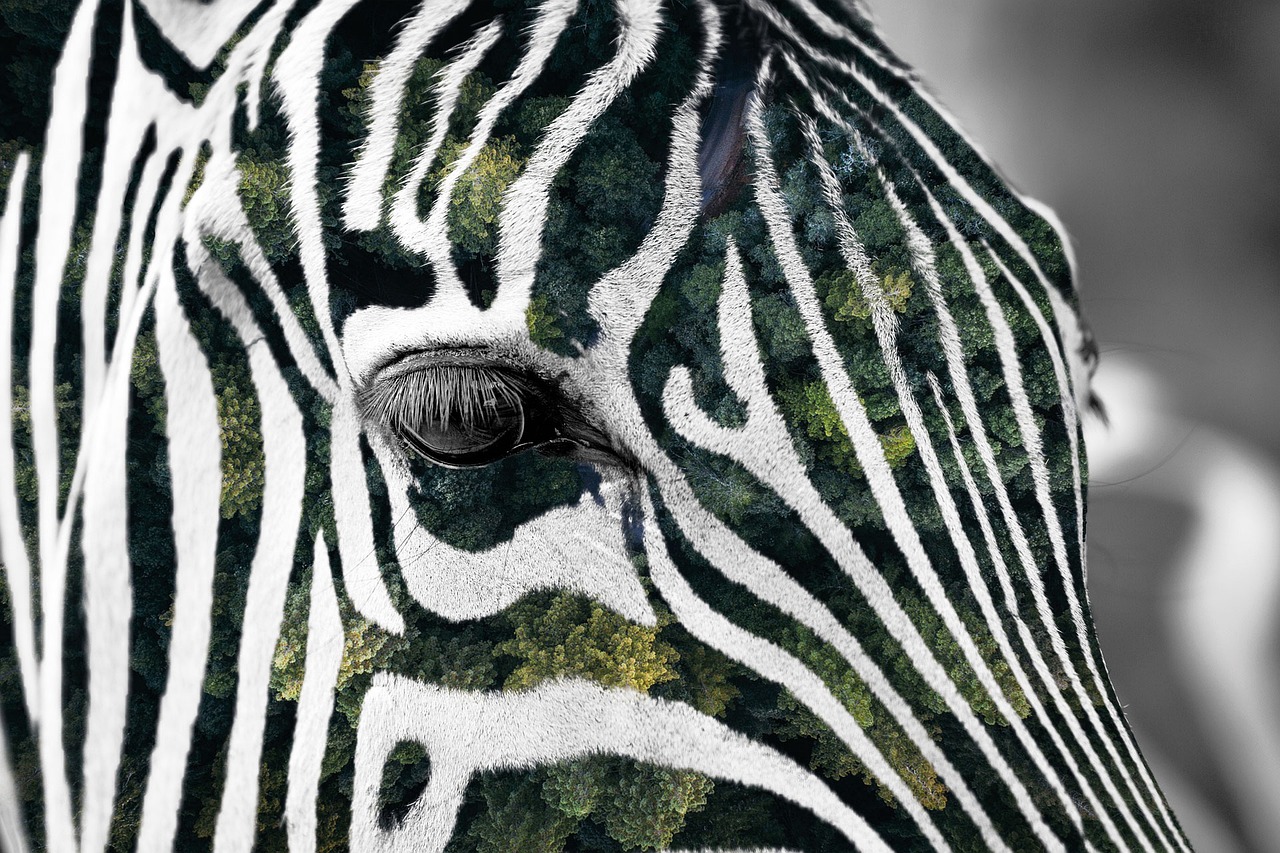 Miškas, Zebra, Afrika, Gyvūnas, Afrikiečių Gyvūnai, Atrodo, Laukinė Gamta, Žolėdis, Kailis, Žinduolis
