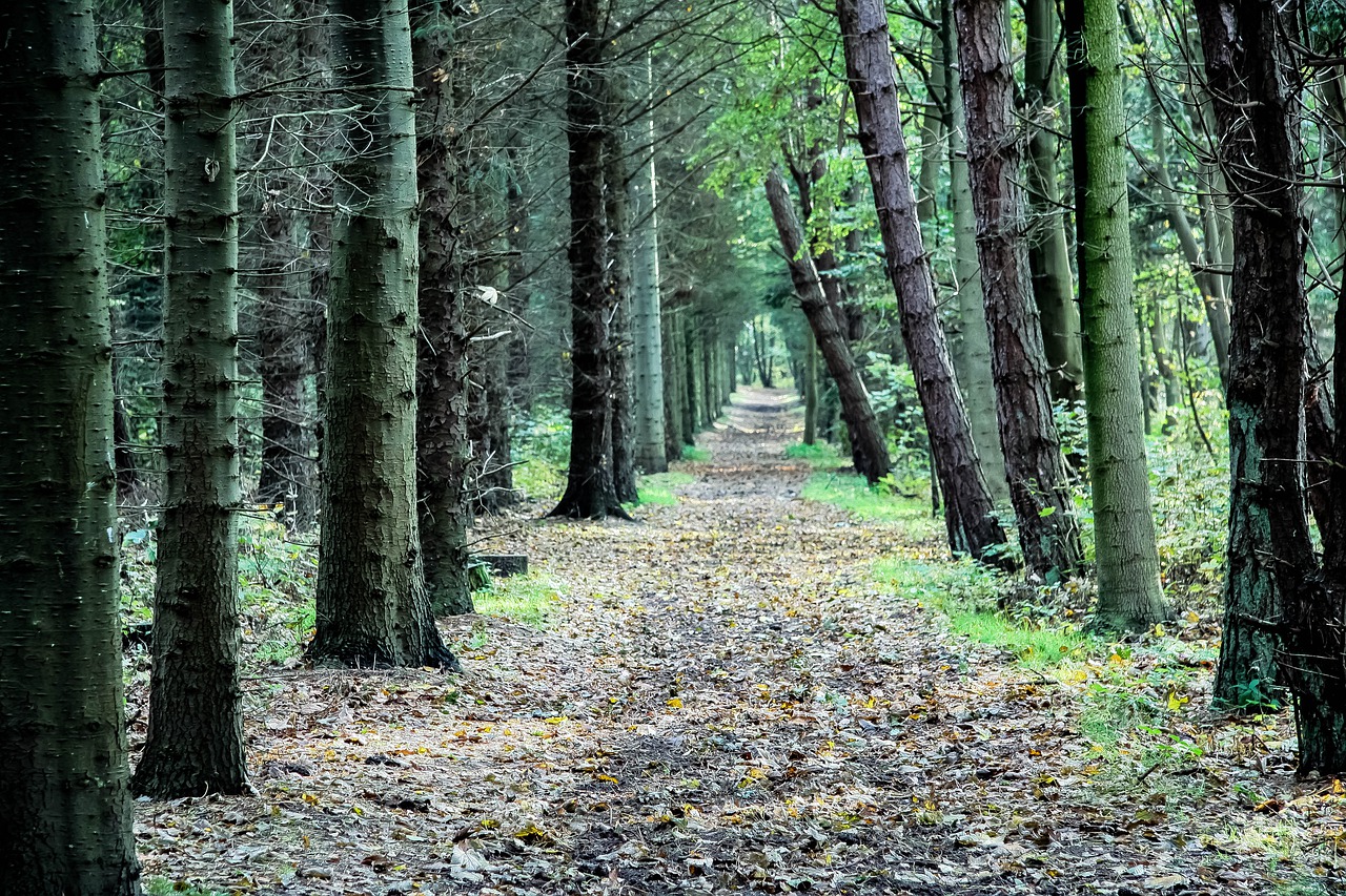 Miškas, Toli, Medžiai, Miško Takas, Kraštovaizdis, Žalias, Poilsis, Žygiai, Gamta, Promenada