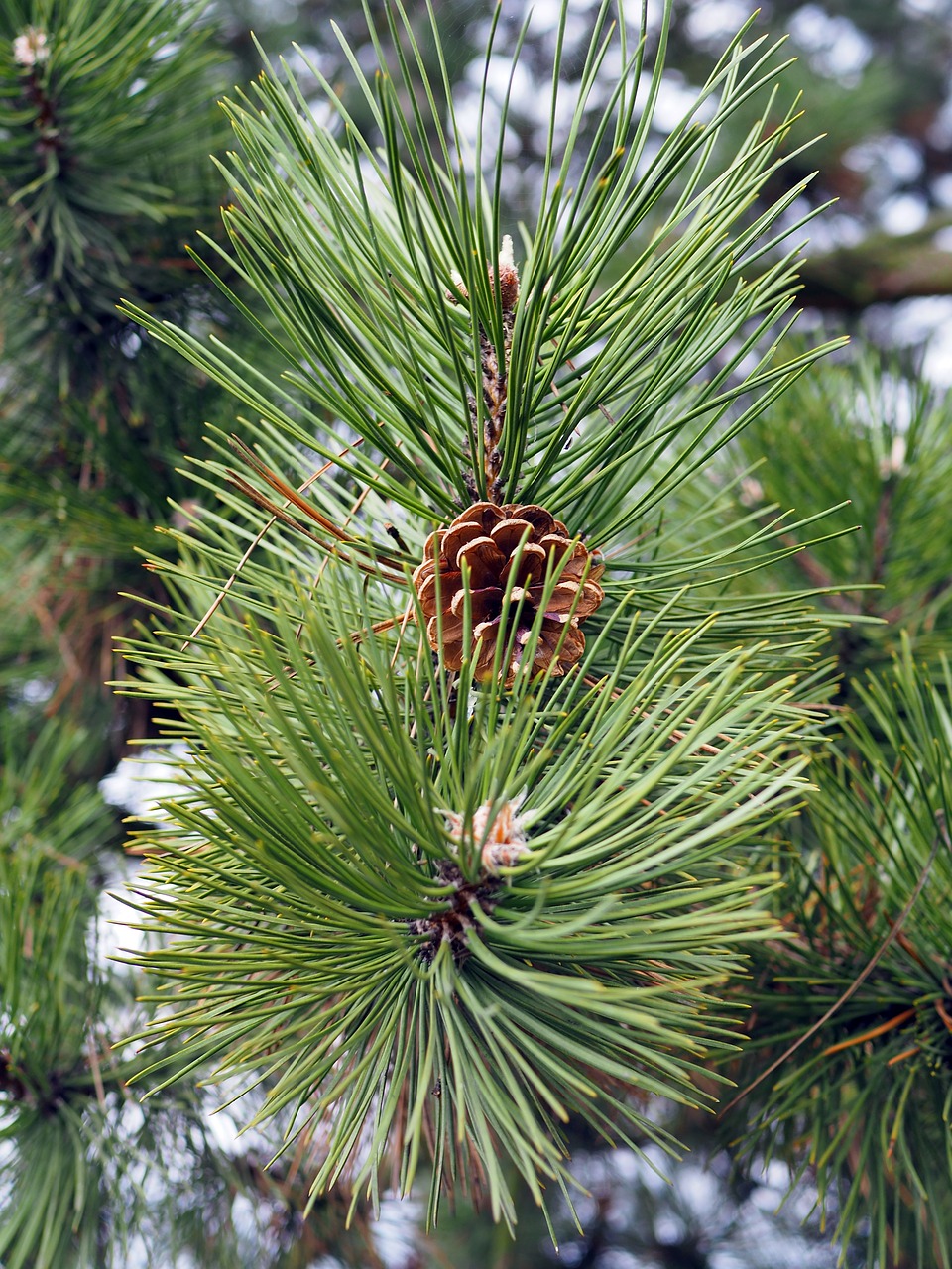 Лапка сосны. Pinus elliottii дерево. Вечнозеленое дерево сосна. Ветка сосны. Сосновые лапки.
