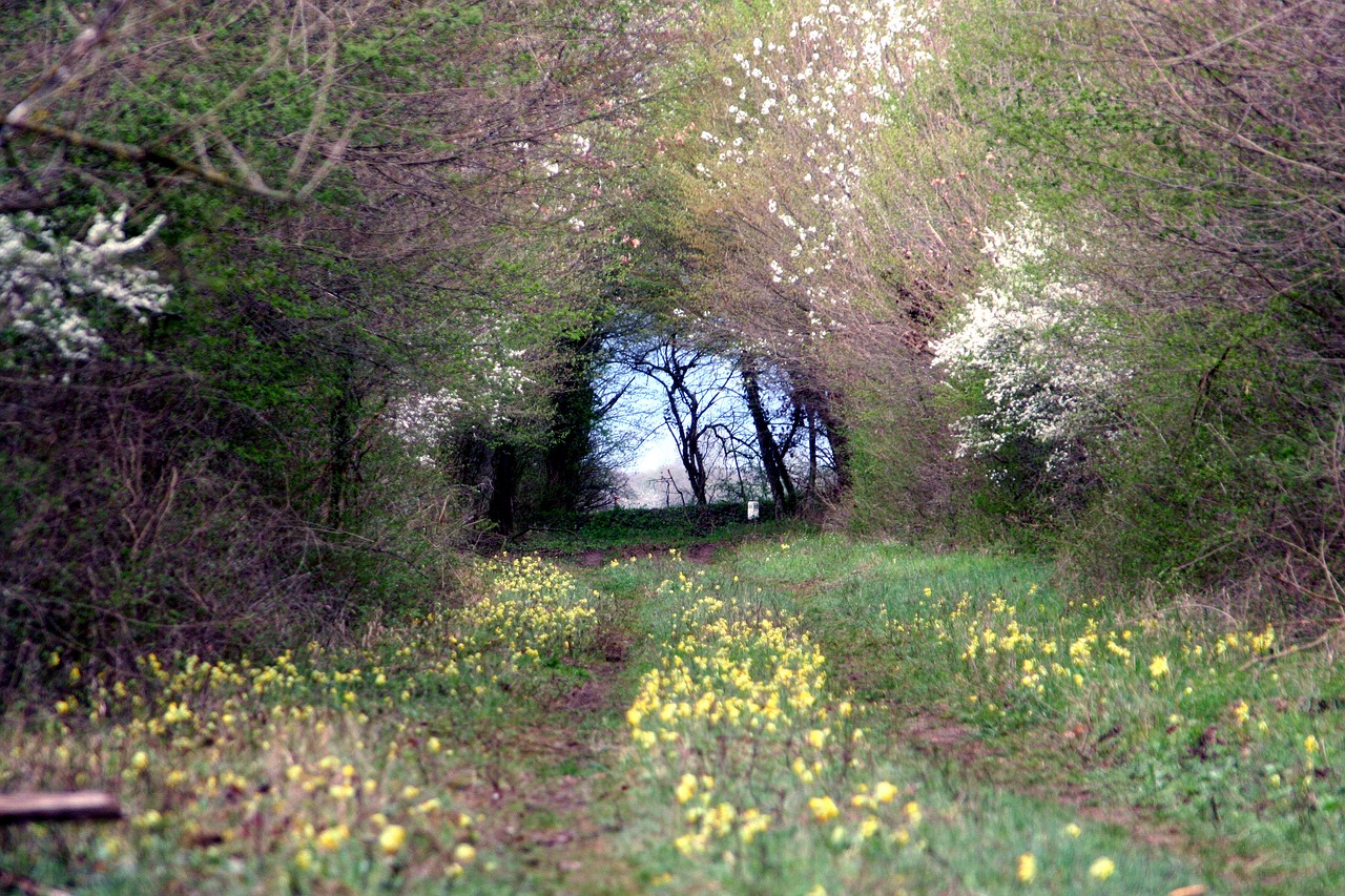 Miškas,  Pobūdį,  Medis,  Kraštovaizdis,  Sezonas,  Augalų,  Primroses,  Gėlė,  Gėlių,  Žiedlapis